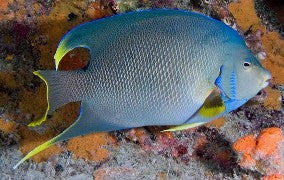 Blue Angelfish
