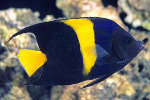 Asfur Angelfish