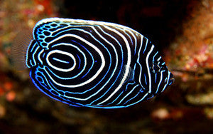 Emperor Angelfish (Juv)