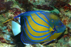 Annularis Angelfish