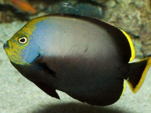 Black Velvet Angelfish (Juv)