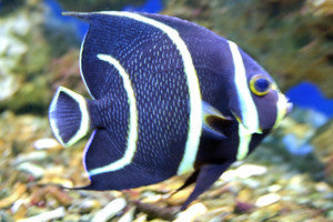 Gray (Black) Angelfish (Small)