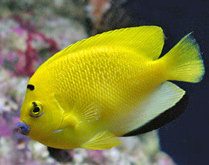 Flagfin Angelfish