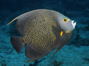 French Angelfish (Adult)