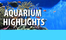 See our favorite aquariums