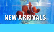 Just in: Arc Eye Hawkfish